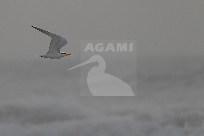 West African Crested Tern (Thalasseus albididorsalis) in flight. stock-image by Agami/David Monticelli,