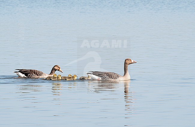 Greylag Goose (Anser anser) adult swimming with chicks stock-image by Agami/Roy de Haas,