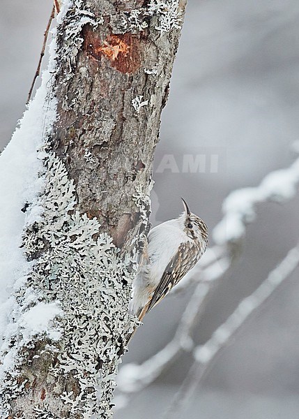Eurasian treecreeper (Certhia familiaris) wintering in Finland. stock-image by Agami/Markus Varesvuo,