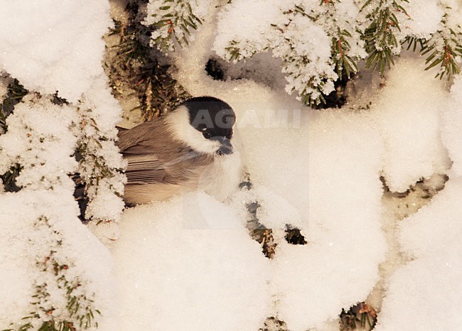 Matkop in de sneeuw; Willow Tit in the snow stock-image by Agami/Markus Varesvuo,