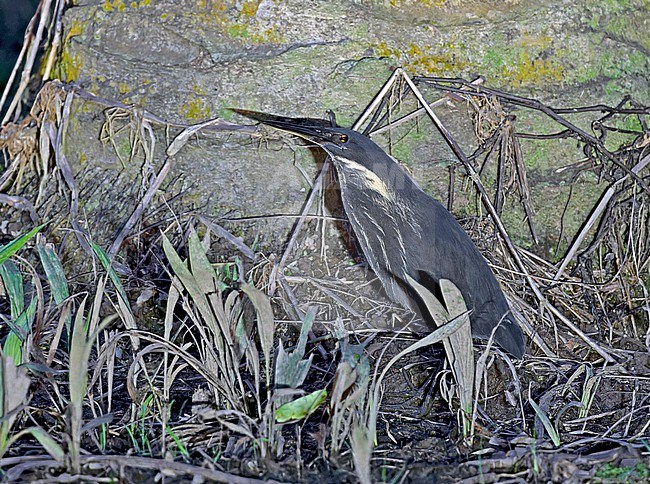 Black Bittern, Ixobrychus flavicollis, in Papua New Guinea. stock-image by Agami/Pete Morris,