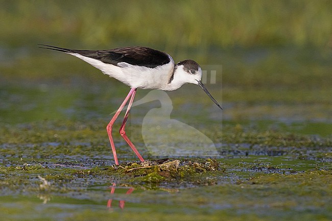 Black-winged Stilt (Himantopus himantopus), adult standing near its nest, Campania, Italy stock-image by Agami/Saverio Gatto,