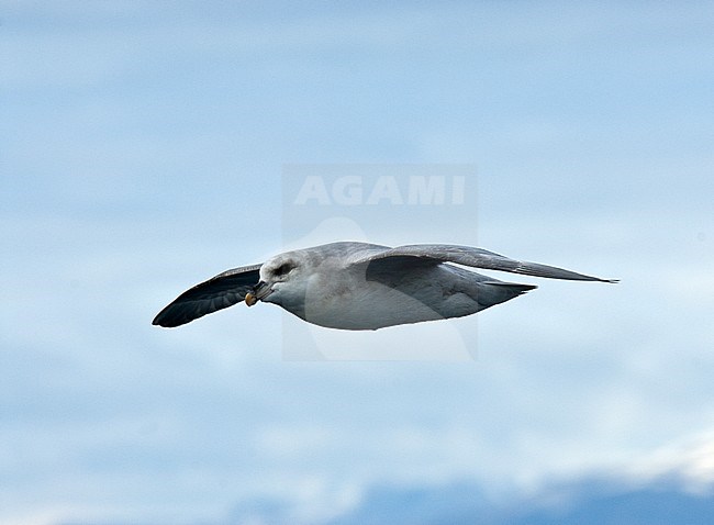 Noordse Stormvogel, Northern Fulmar, Fulmarus glacialis stock-image by Agami/Roy de Haas,