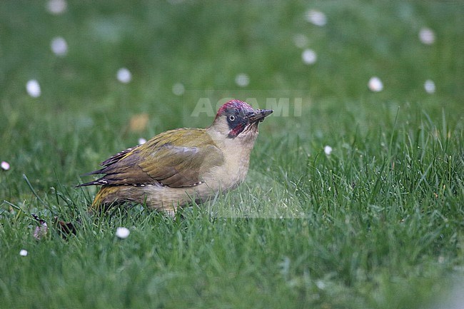 Green Woodpecker (Picus viridis) on the ground in green grass in the Netherlands. stock-image by Agami/Ran Schols,