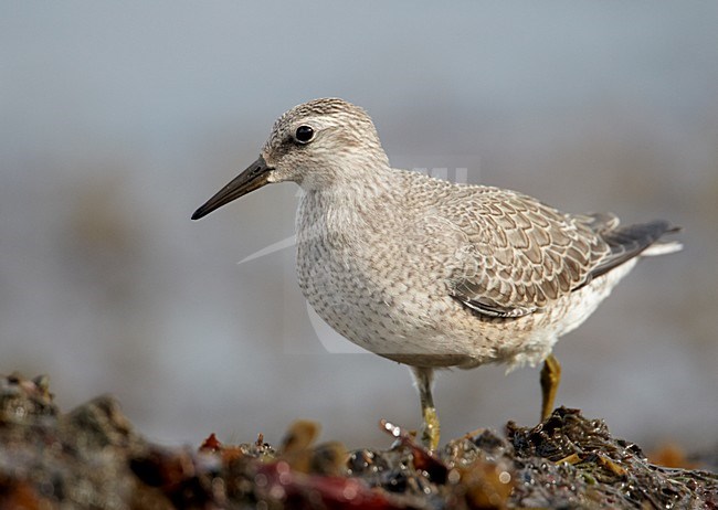 Juveniele Kanoet; Juvenile Red Knot stock-image by Agami/Markus Varesvuo,