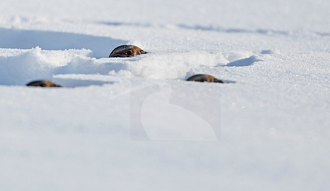 Patrijs in de sneeuw, Grey Partridge in the snow stock-image by Agami/Markus Varesvuo,