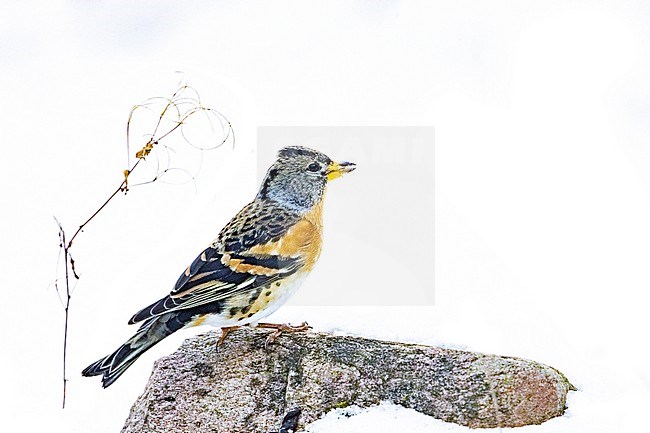 Female Brambling (Fringilla montifringilla) foraging in a urban backyard in the Netherlands during a cold period with snow. stock-image by Agami/Arnold Meijer,