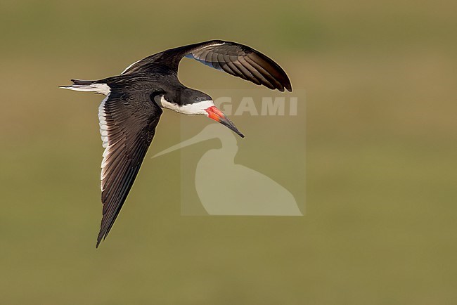 Black Skimmer (Rynchops niger) flying over a river in the Pantanal of Brazil. stock-image by Agami/Glenn Bartley,