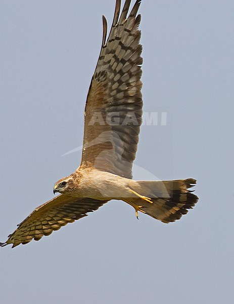 Grauwe Kiekendief, Montagus Harrier, Circus pygargus stock-image by Agami/Markus Varesvuo,