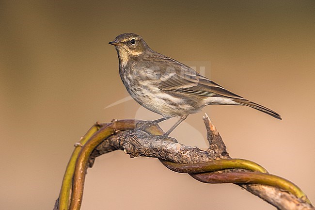 Water Pipit (Anthus spinoletta spinoletta) perched stock-image by Agami/Daniele Occhiato,