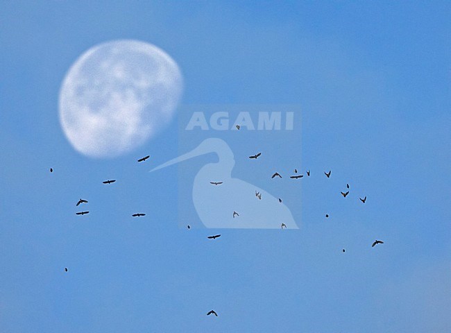 Groep Sijzen in de vlucht; Flock of Eurasian Siskins in flight stock-image by Agami/Markus Varesvuo,
