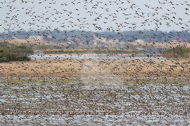 Flock of waders in the Wadden Sea, Germany stock-image by Agami/Ralph Martin,