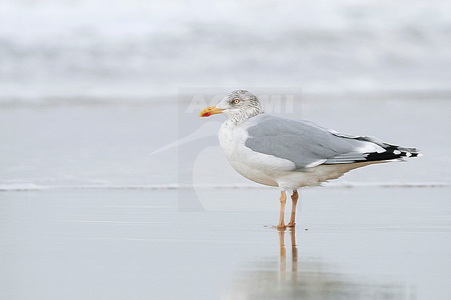 Herring Gull - Silbermöwe - Larus argentatus, Germany, adult var 'omissus' stock-image by Agami/Ralph Martin,