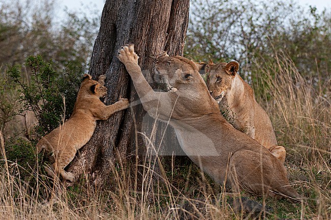 Two lioness, Panthera leo, and a cub scratching on a tree. Masai Mara National Reserve, Kenya. stock-image by Agami/Sergio Pitamitz,