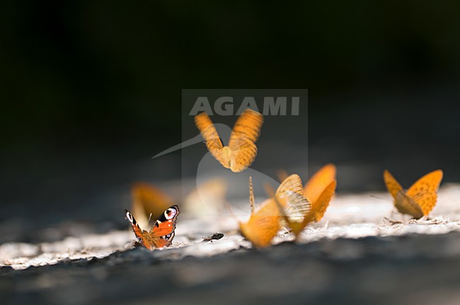 Dagpauwoog en Parelmoervlinders, Peacock and Fritillaries stock-image by Agami/Rob de Jong,