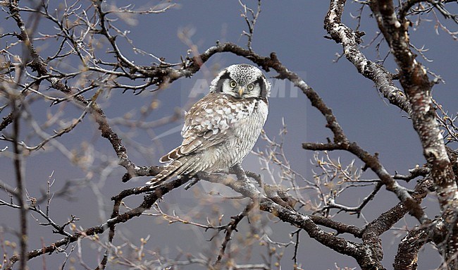 Sperweruil; Northern Hawk Owl; Surnia ulula ulula stock-image by Agami/Dick Forsman,