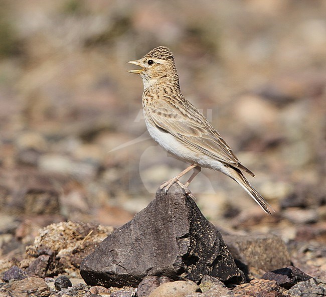 Asian Short-toed Lark (Alaudala cheleensis) singing from a perch in the Mongolian desert. stock-image by Agami/James Eaton,