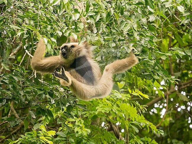 pileated gibbon (Hylobates pileatus) swinging in the trees stock-image by Agami/Hans Germeraad,