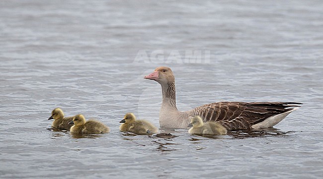 Mother Siberian Greylag Goose (Anser anser rubrirostris) with four chicks swimming in Wild Flower Lake (Huahu) in Sichuan, China. stock-image by Agami/Ian Davies,