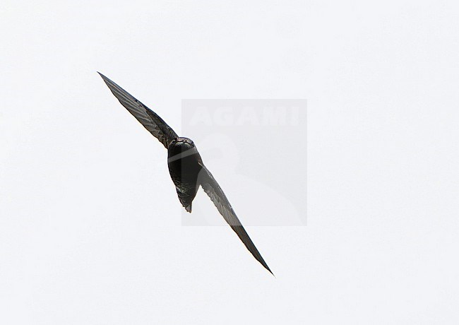 White-chinned swift (Cypseloides cryptus) in Northern Peru. stock-image by Agami/Dani Lopez-Velasco,