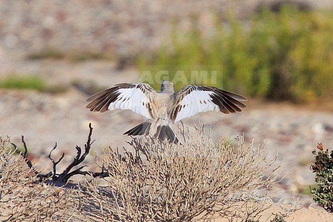Greater Hoopoe-Lark (Alaemon alaudipes) taken the 23/02/2023 at Shannah - Oman. stock-image by Agami/Nicolas Bastide,
