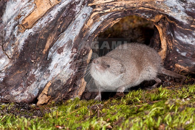 Huisspitsmuis op de grond; Greater White-toothed Shrew on the ground stock-image by Agami/Theo Douma,