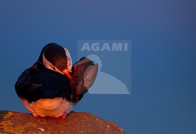 Papegaaiduiker, Atlantic Puffin stock-image by Agami/Danny Green,