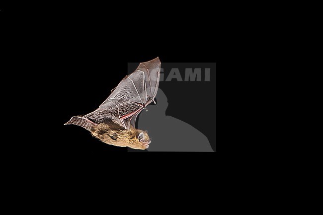 Soprano's Pipistrelle (Pipistrellus pygmaeus) in flight during the night in France. stock-image by Agami/Theo Douma,