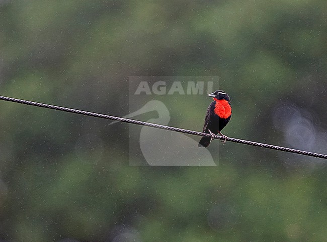 Male White-browed Blackbird (Sturnella superciliaris) perched on a wire during a rain shower in Brazil. stock-image by Agami/Andy & Gill Swash ,