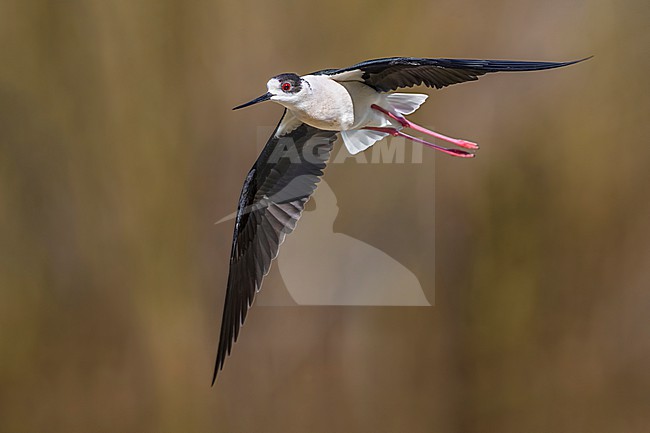 Black-winged Stilt, Himantopus himantopus, in Italy. stock-image by Agami/Daniele Occhiato,