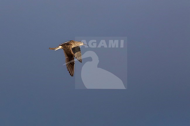Marsh Sandpiper - TeichwasserlÃ¤ufer - Tringa stagnatilis, Russia (Baikal), adult, breeding plumage stock-image by Agami/Ralph Martin,