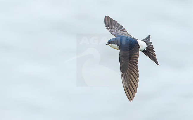 Western House Martin (Delichon urbicum) in flight, showing upperside and spread tail. stock-image by Agami/Lennart Verheuvel,