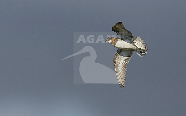 Red-necked Phalarope (Phalaropus lobatus) Norway July 2004 stock-image by Agami/Markus Varesvuo,