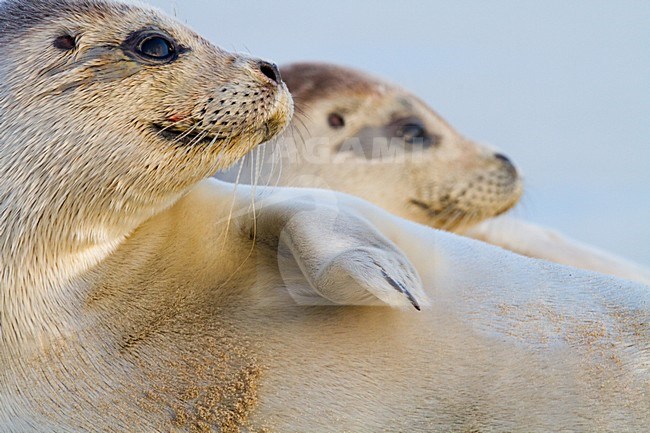 Gewone zeehond twee op strand; Harbour Seal two on beach stock-image by Agami/Menno van Duijn,