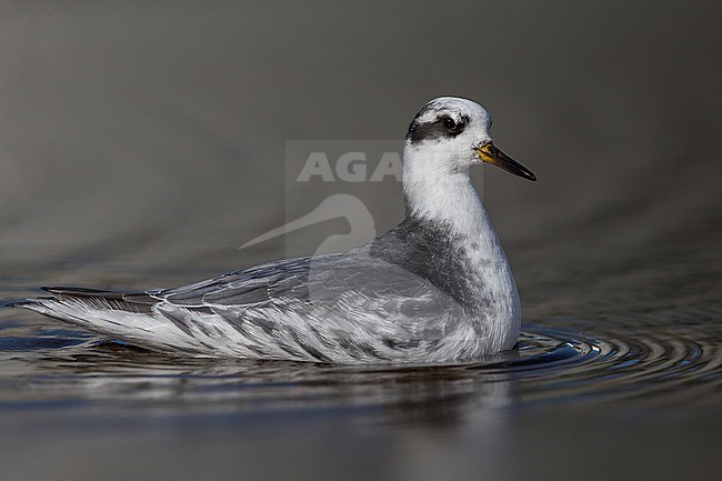 Rosse Franjepoot; Grey Phalarope; Phalaropus fulicarius stock-image by Agami/Daniele Occhiato,