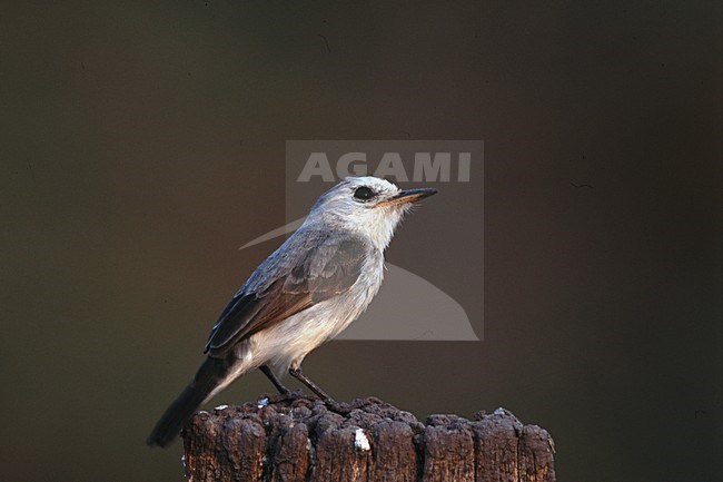  stock-image by Agami/Rob Riemer,
