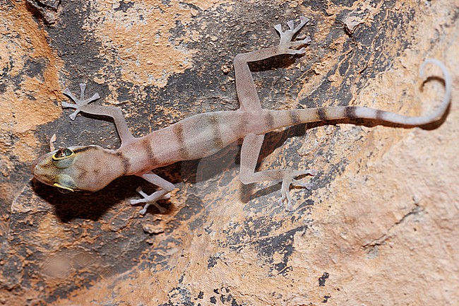 Gallagher's Gecko (Asaccus gallagheri) taken the 03/03/2023 at Tanuf - Oman. stock-image by Agami/Nicolas Bastide,