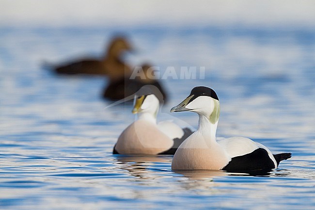 Common Eider, Eider, Somateria mollissima, Norway adult male with ssp. borealis stock-image by Agami/Ralph Martin,