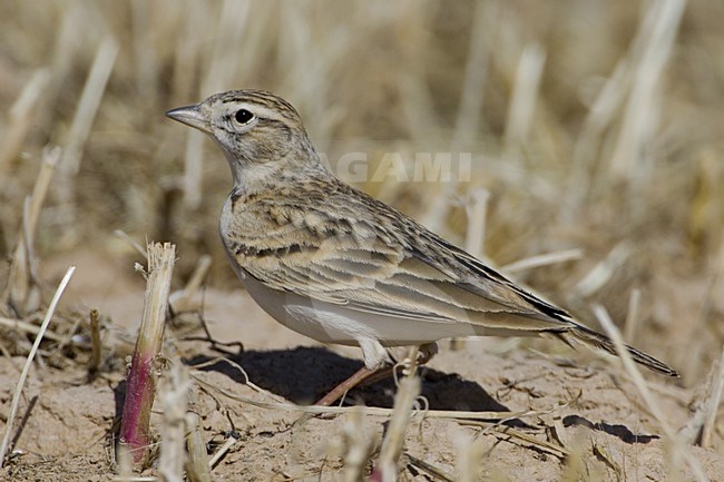 Short-toed Lark standing on the ground; Kortteenleeuwerik  staand op de grond stock-image by Agami/Daniele Occhiato,