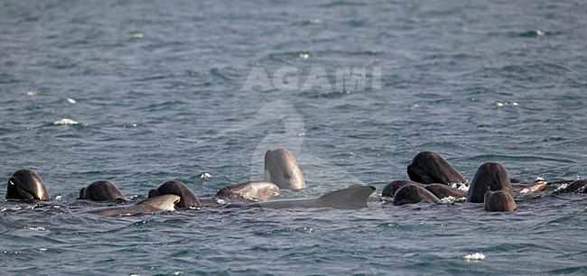 Griend, Long-finned Pilot Whale, Globicephala melas stock-image by Agami/Hugh Harrop,