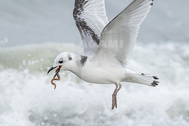 stock-image by Agami/Menno van Duijn,