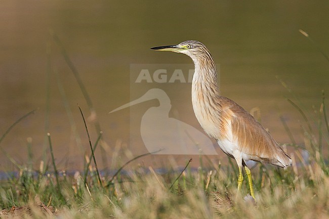 Squacco Heron - Rallenreiher - Ardeola ralloides ssp. ralloides, Oman stock-image by Agami/Ralph Martin,