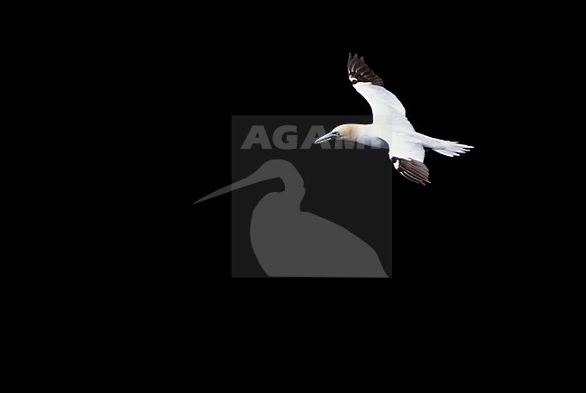 Jan-van-Gent vliegend; Northern Gannet flying stock-image by Agami/Markus Varesvuo,