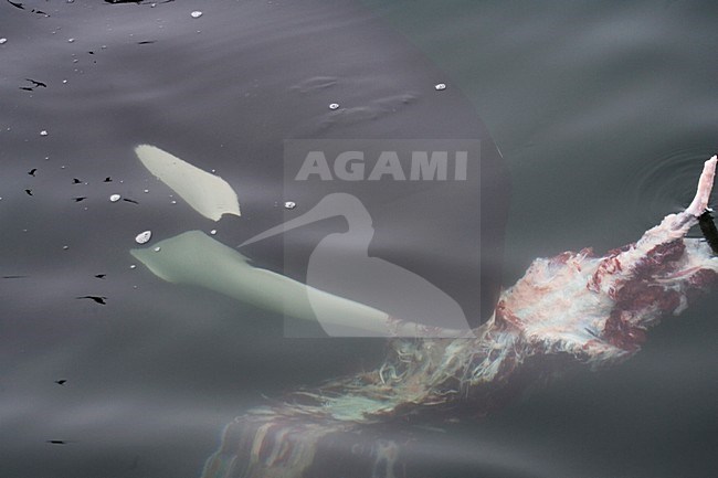 Orka etend van kadaver; Killer Whale eating carcas stock-image by Agami/Martijn Verdoes,