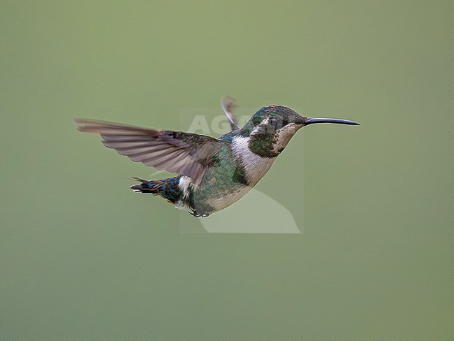 White-bellied Woodstar (Chaetocercus mulsant) immature male in flight, hovering stock-image by Agami/Andy & Gill Swash ,