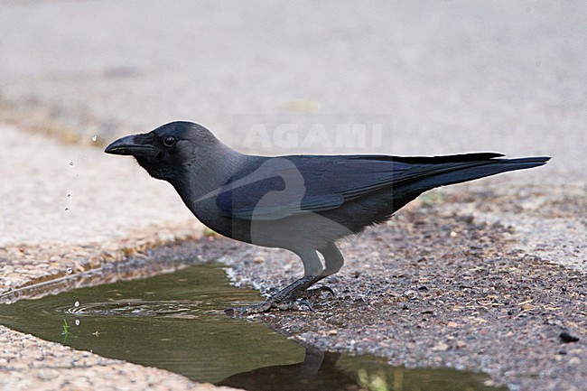 Huiskraai drinkend uit plas in Ofira park Ellat; House Crow drinking in Ofira park Eilat stock-image by Agami/Marc Guyt,