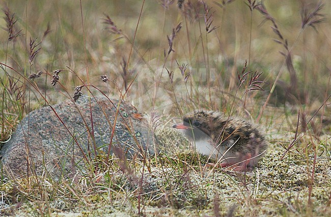 Arctic Tern - Küstenseeschwalbe - Sterna paradisaea, Iceland, chick stock-image by Agami/Ralph Martin,