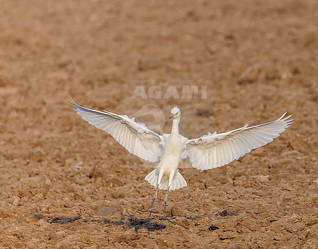Eastern Cattle Egret (Bubulcus coromandus) in India during autumn. stock-image by Agami/Marc Guyt,
