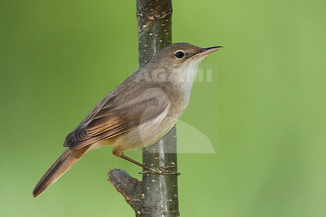 Common Reed Warbler - Teichrohrsänger - Acrocephalus scirpaceus ssp. scirpaceus, Germany stock-image by Agami/Ralph Martin,