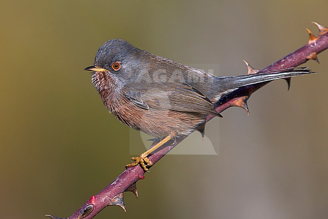 Dartford Warbler; Sylvia undata stock-image by Agami/Daniele Occhiato,